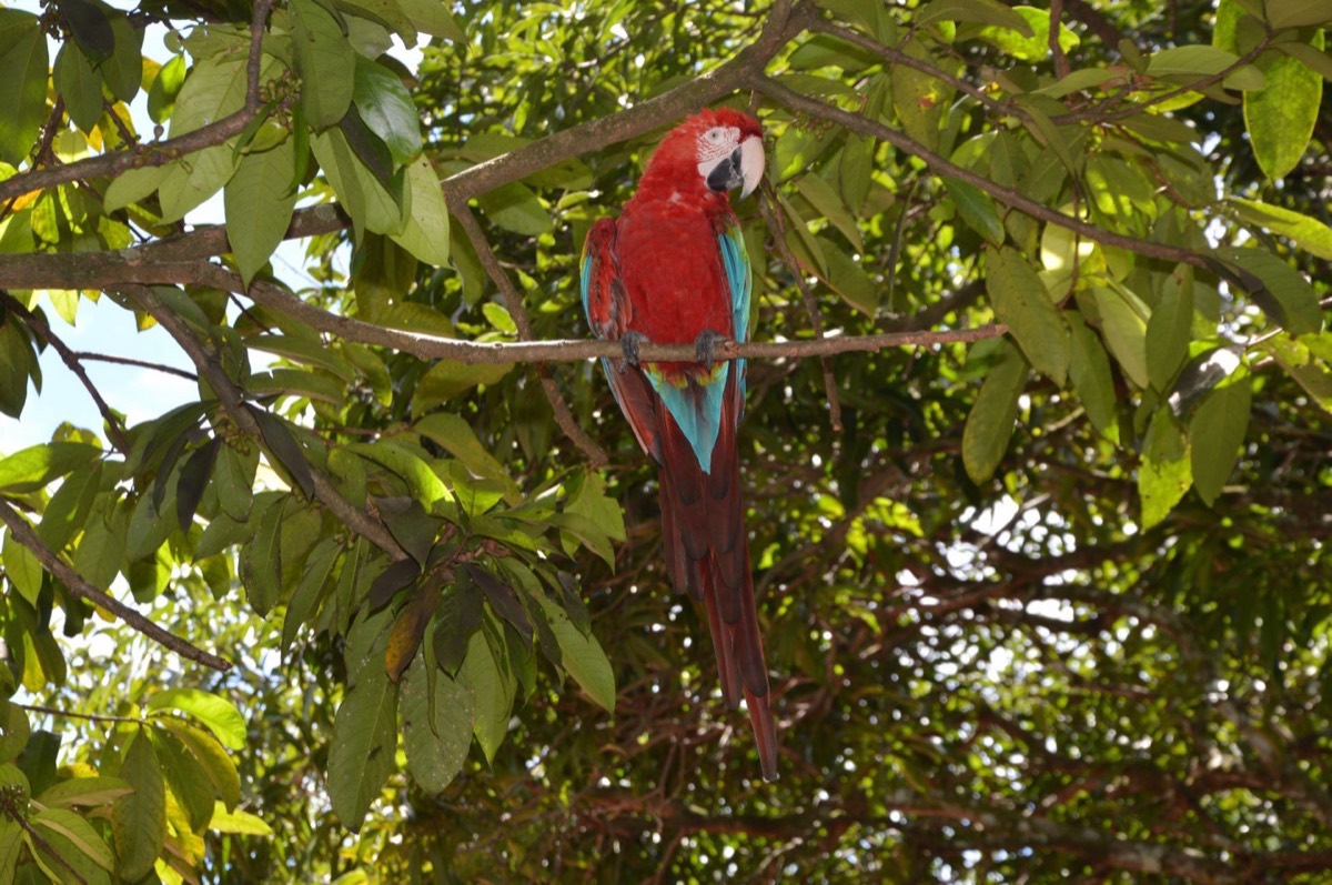 Guacamaya en los árboles de Finca San Luis